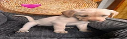Labrador Retriever dogs for sale: Pink Collar Female - Ad 3