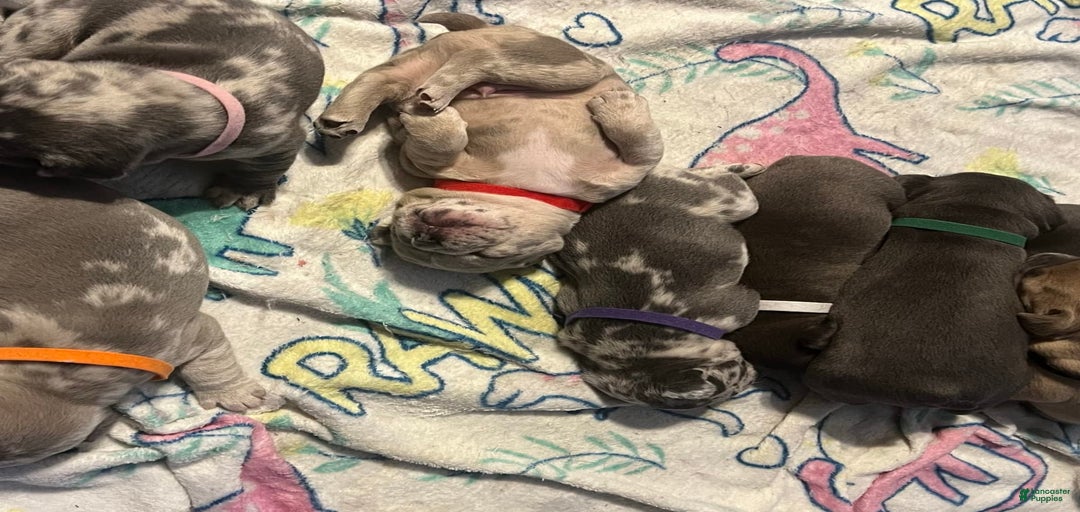 Gallery Image {{count}}