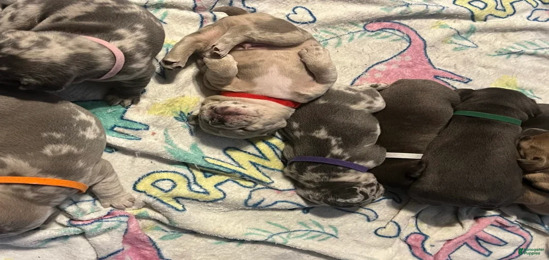 Gallery Image {{count}}