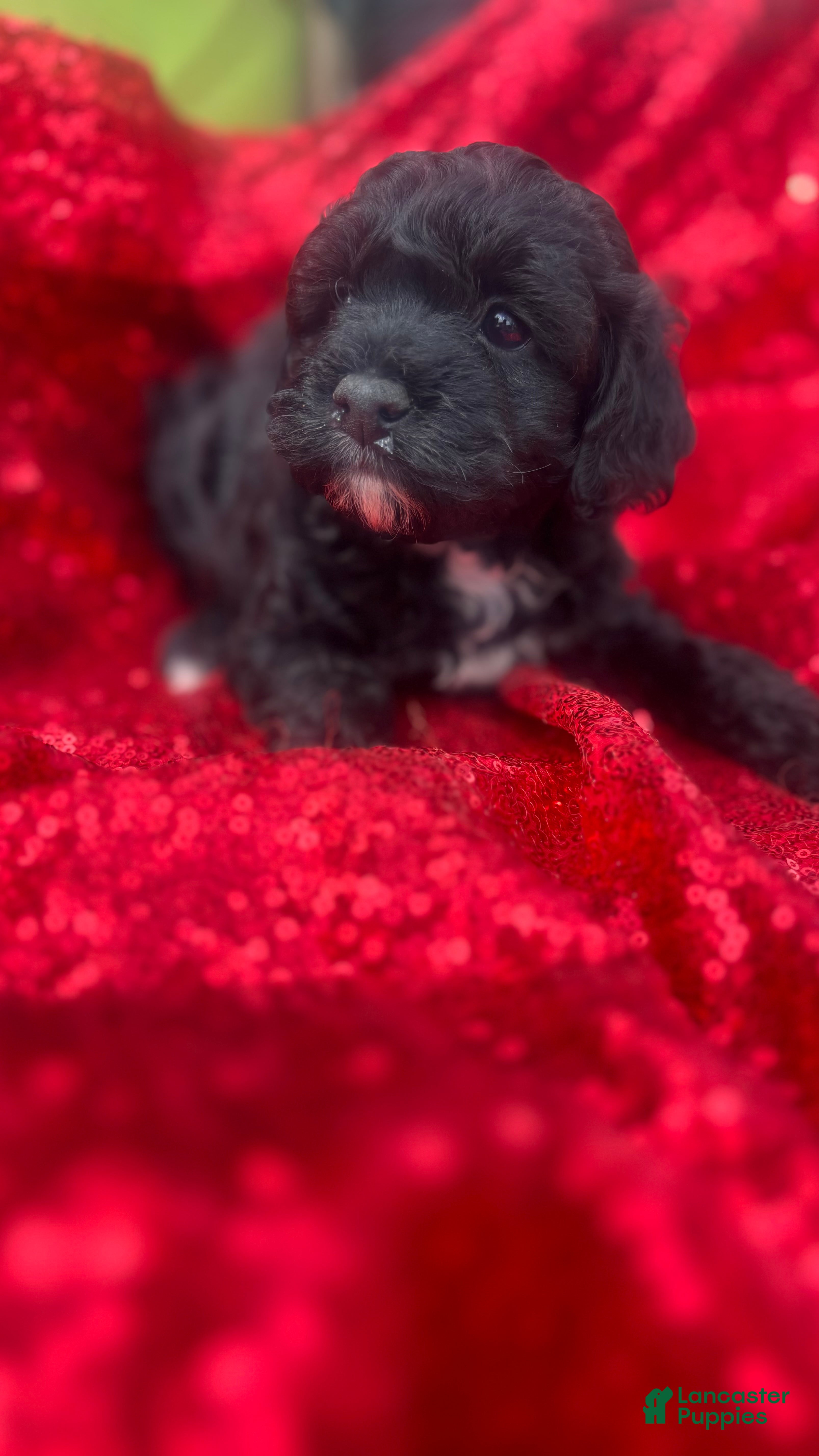 Toy Poodle dogs Toy Poodle Puppy 1 - Ad 13
