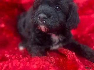 Toy Poodle dogs Toy Poodle Puppy 1 - Ad 13