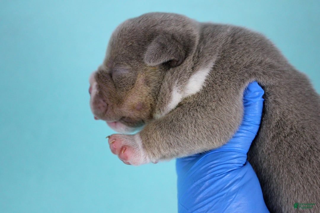 American Bully dogs for sale: Lilac Tri Male - Ad 3