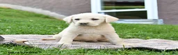 Labrador Retriever dogs for sale: Ginger - Ad 4