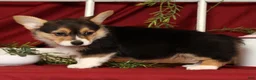 Welsh Corgi Pembroke dogs for sale: Trisha - Ad 9