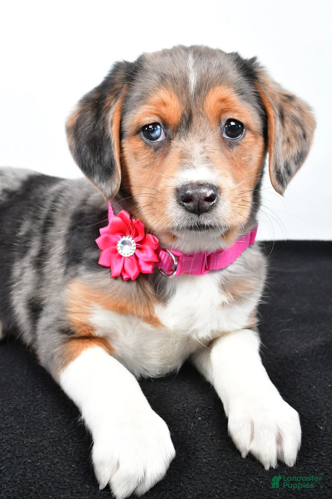 Mixed Breed dogs for sale: Tabbi - Ad 5