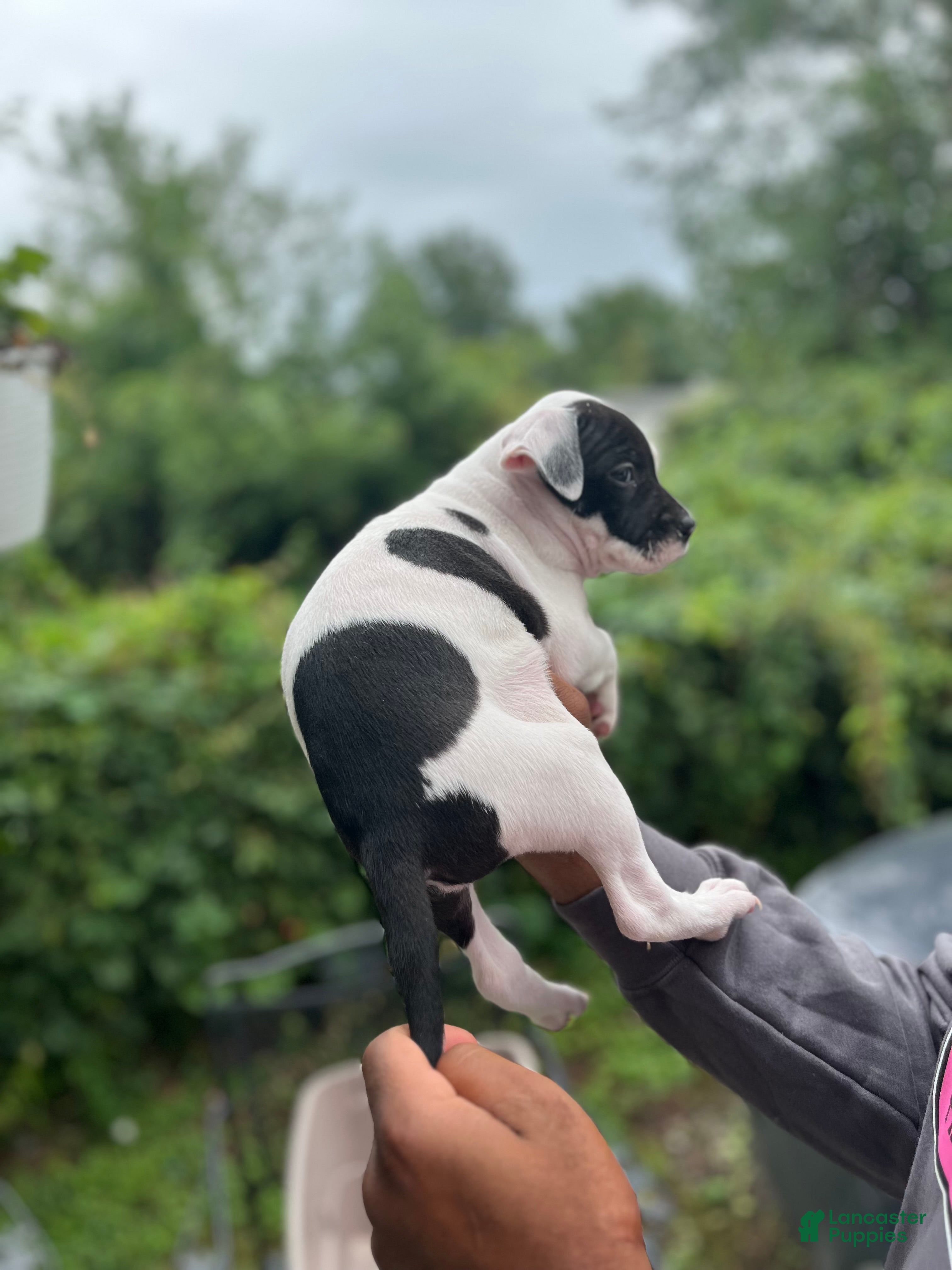 American Pit Bull Terrier dogs American Pit Bull Terrier 5 - Ad 11