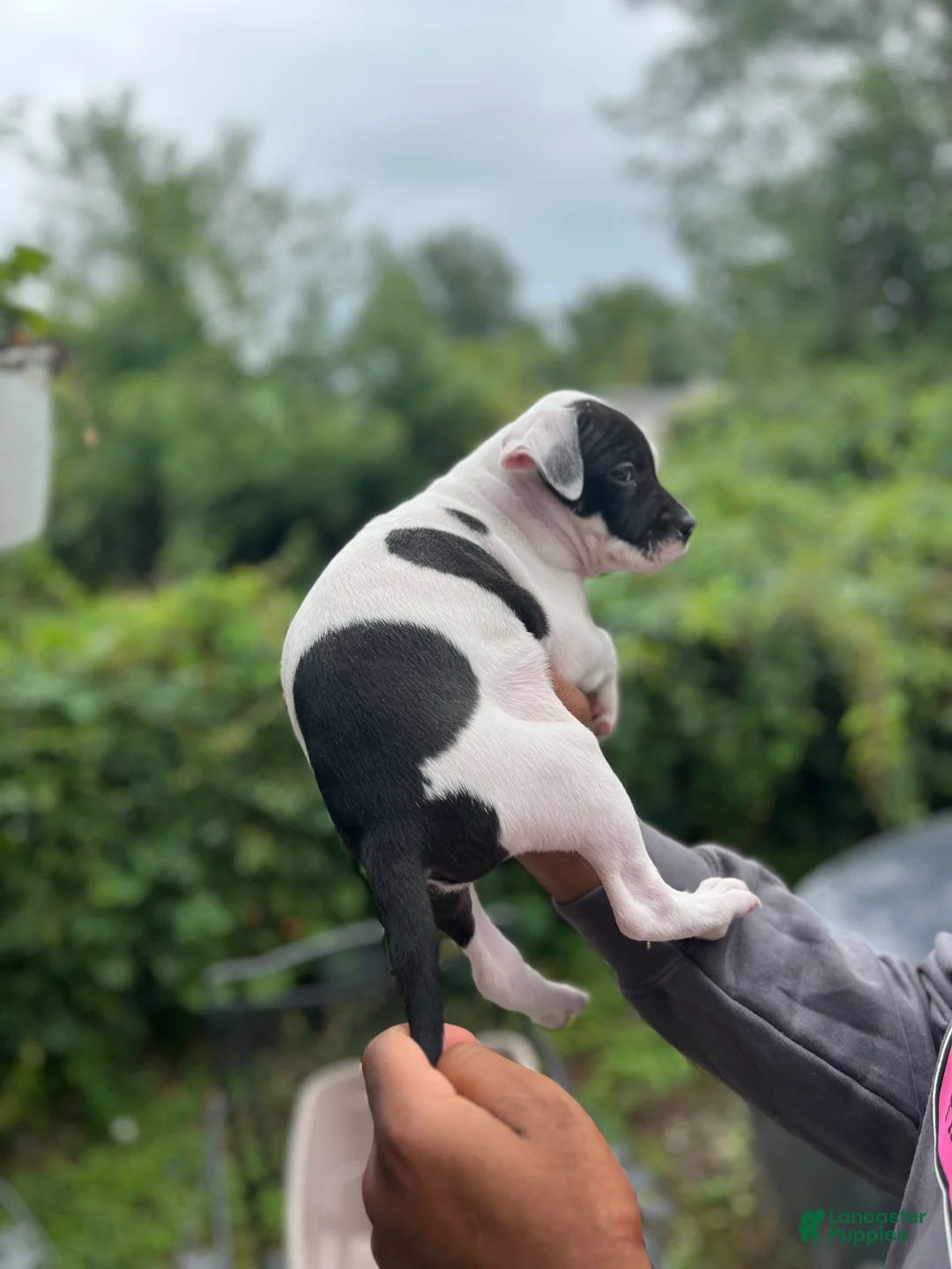 American Pit Bull Terrier dogs for sale: American Pit Bull Terrier 5 - Ad 1