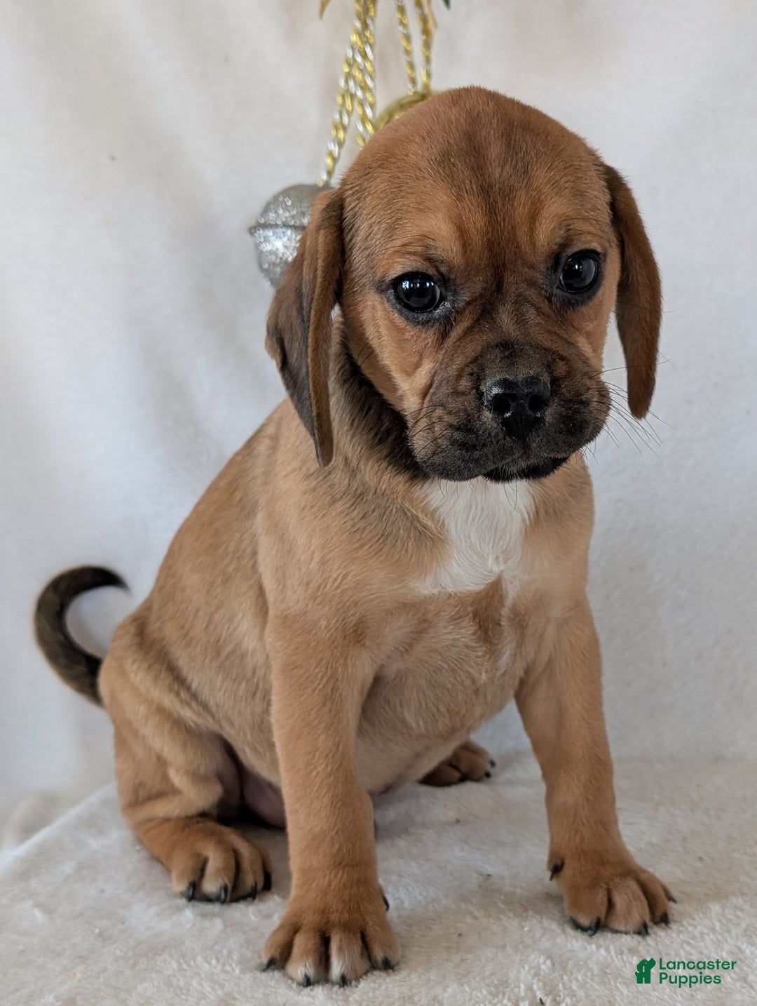 Puggle dogs for sale: Chuck  - Ad 5
