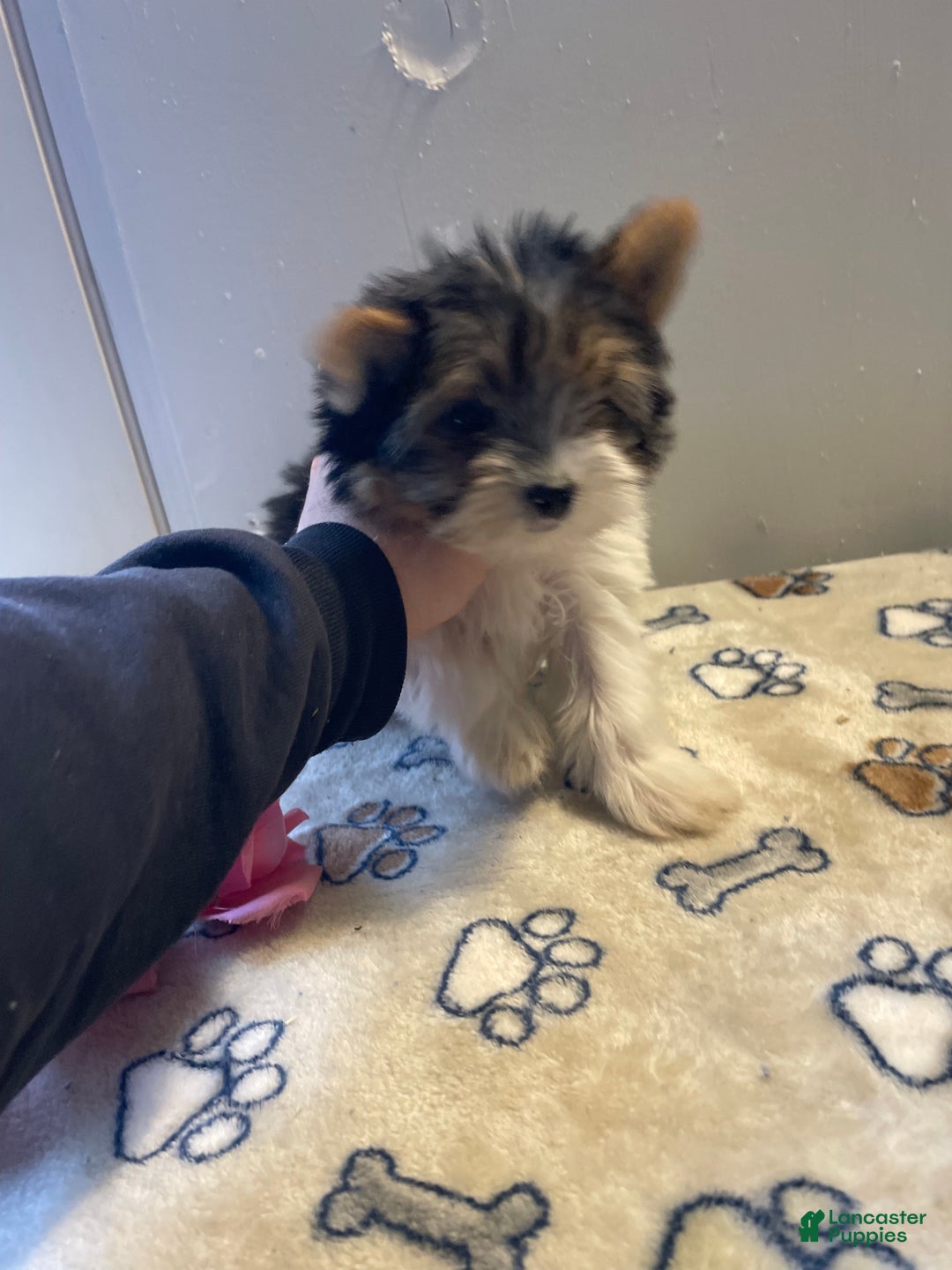 Yorkshire Terrier dogs for sale: Andy - Ad 3