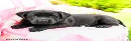 Labrador Retriever dogs for sale: Gemma - Ad 1