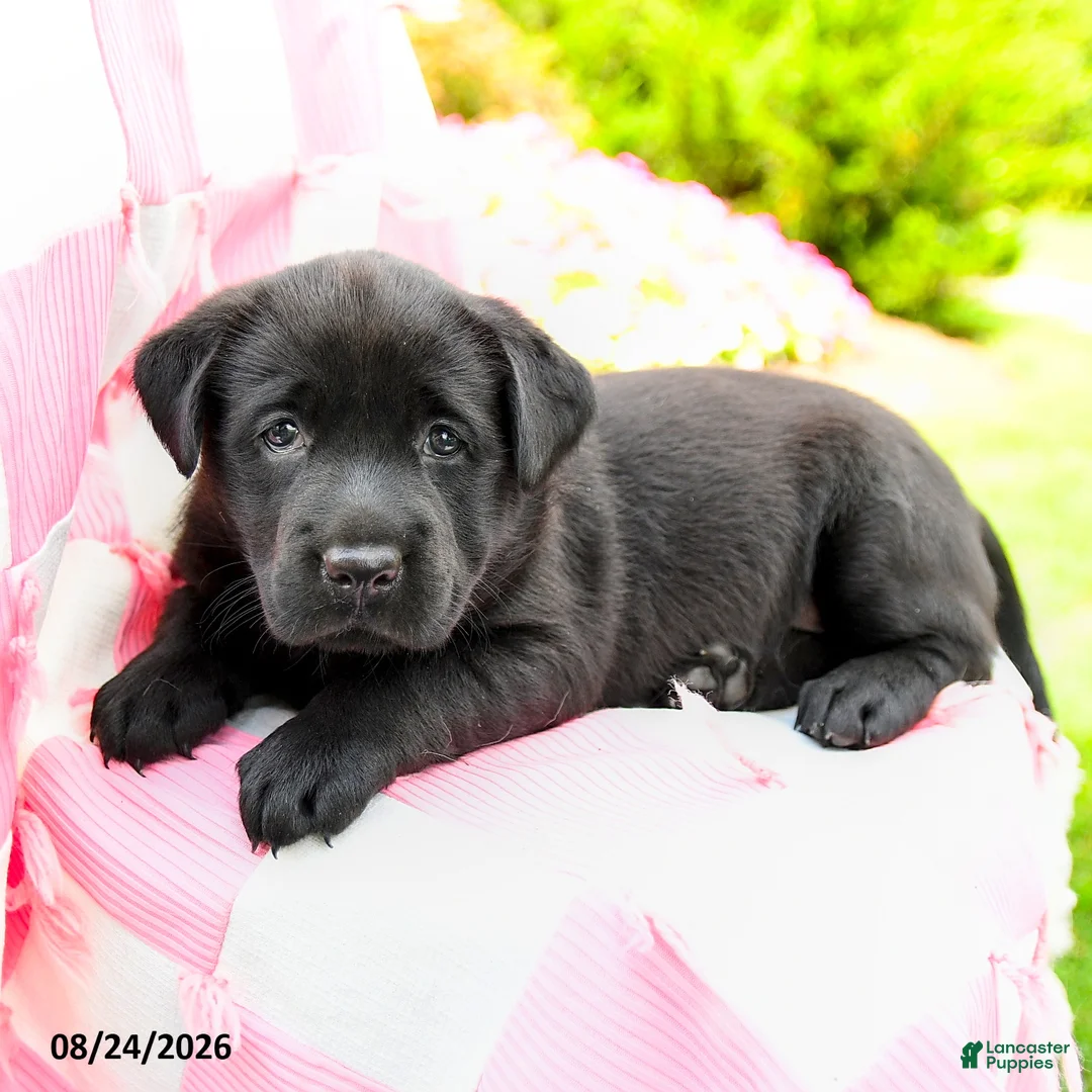 Labrador Retriever dogs for sale: Gemma - Ad 1