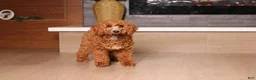 Miniature Poodle dogs for sale: Alfie (AKC) - Ad 6