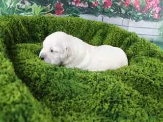 Golden Retriever dogs Jasmine - Ad 18