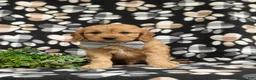 Cavapoo dogs for sale: Cruz - Ad 2