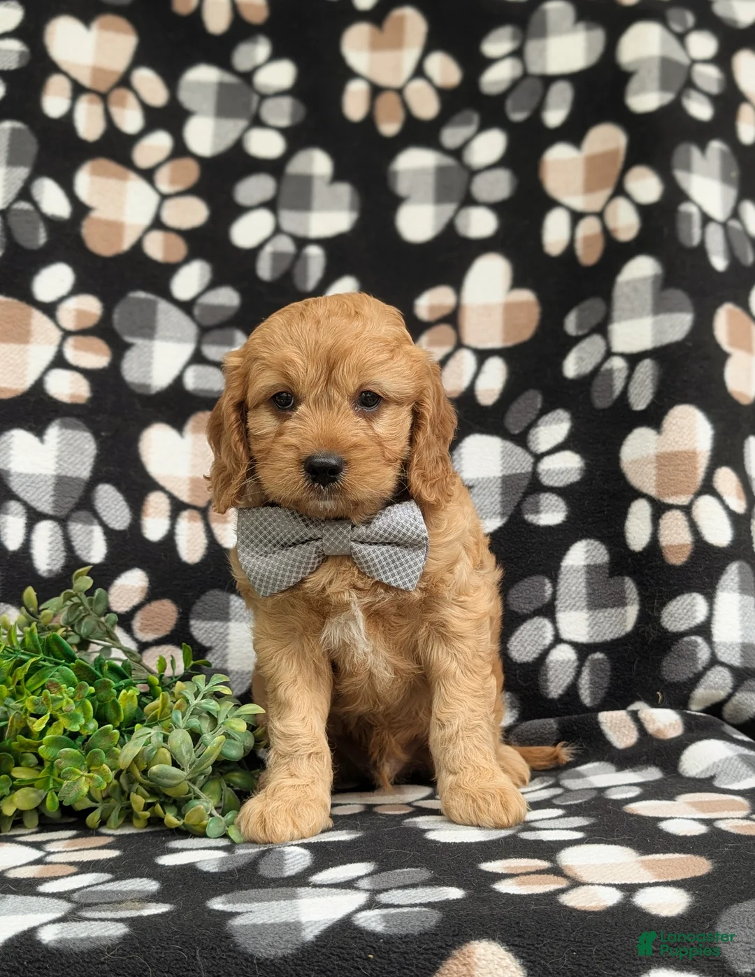 Cavapoo dogs for sale: Cruz - Ad 2