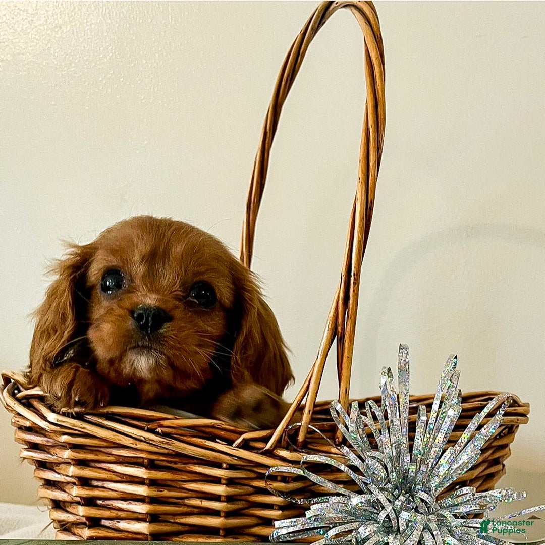 Cavalier King Charles Spaniel dogs for sale: Molly - Ad 3