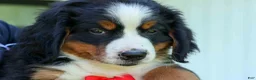 Bernese Mountain Dog dogs for sale: SPIKE - Ad 18