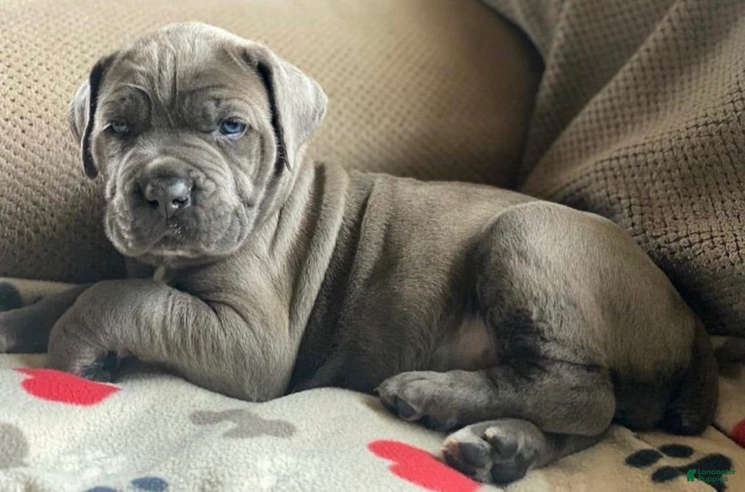 Cane Corso dogs for sale: Leo - Ad 2