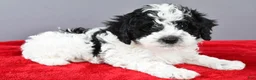 Cockapoo dogs for sale: Milo - Ad 6