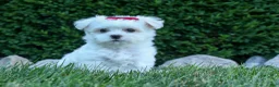Maltese dogs for sale: OSCAR - Ad 9