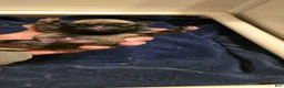 Pug dogs for sale: Chad - Ad 1