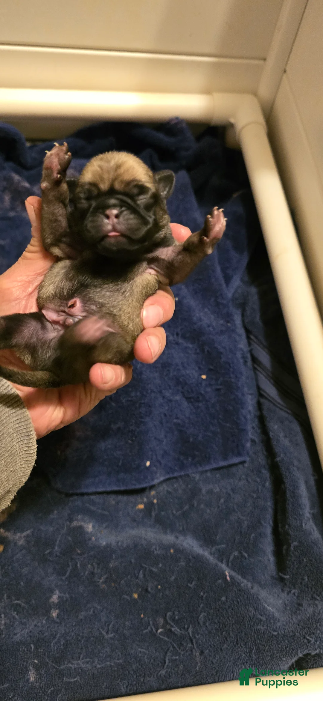 Pug dogs for sale: Chad - Ad 1