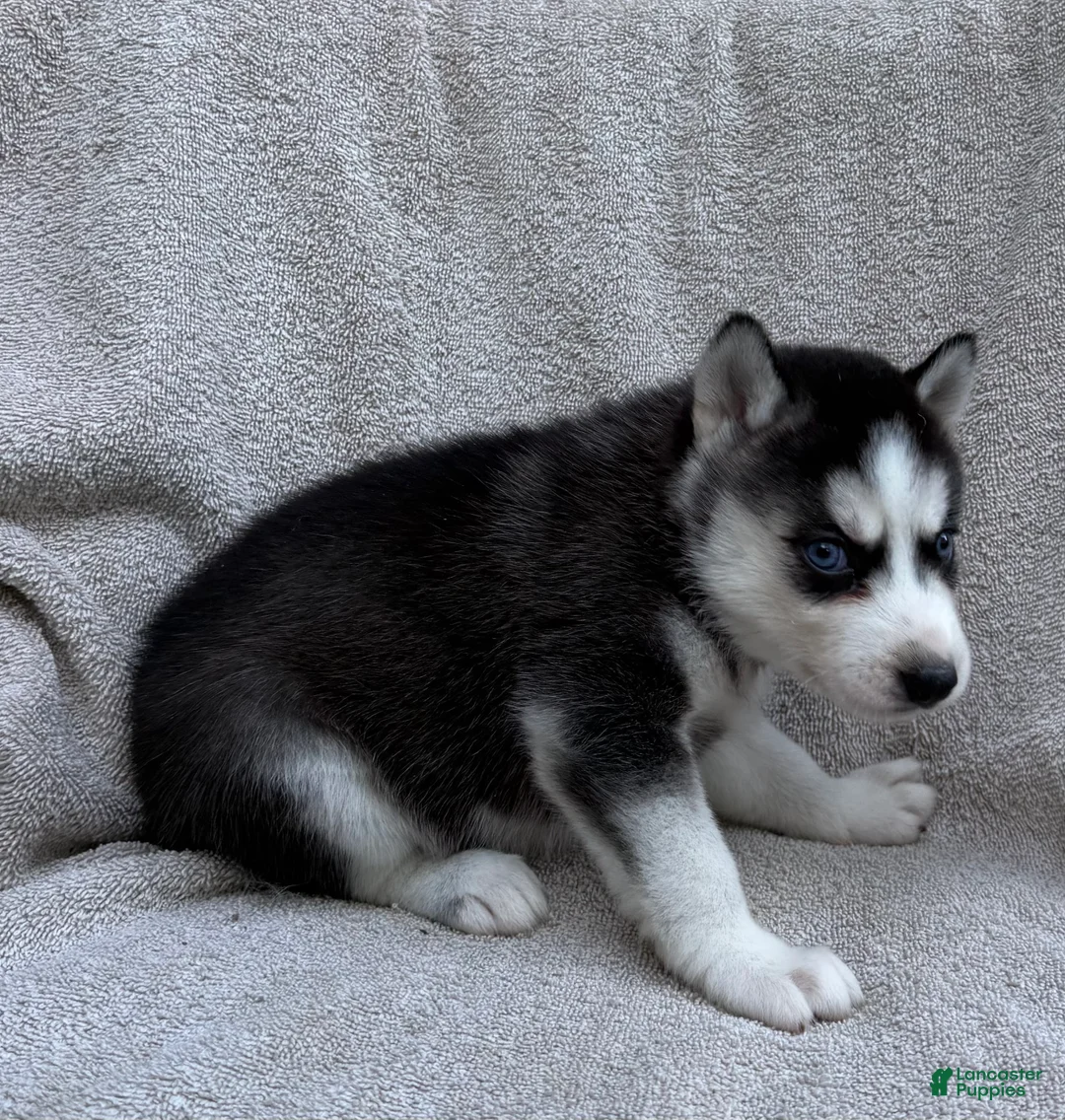 Siberian Husky dogs for sale: Sierra - Ad 4