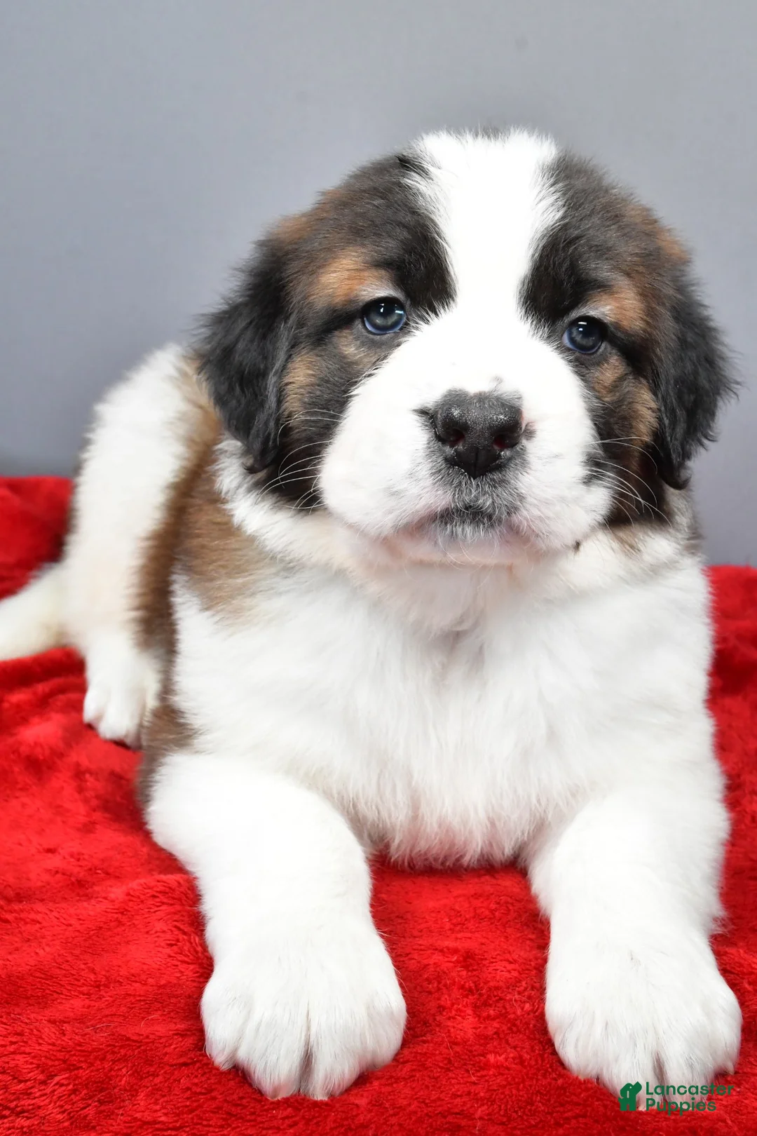 Saint Bernard dogs for sale: nikki - Ad 8