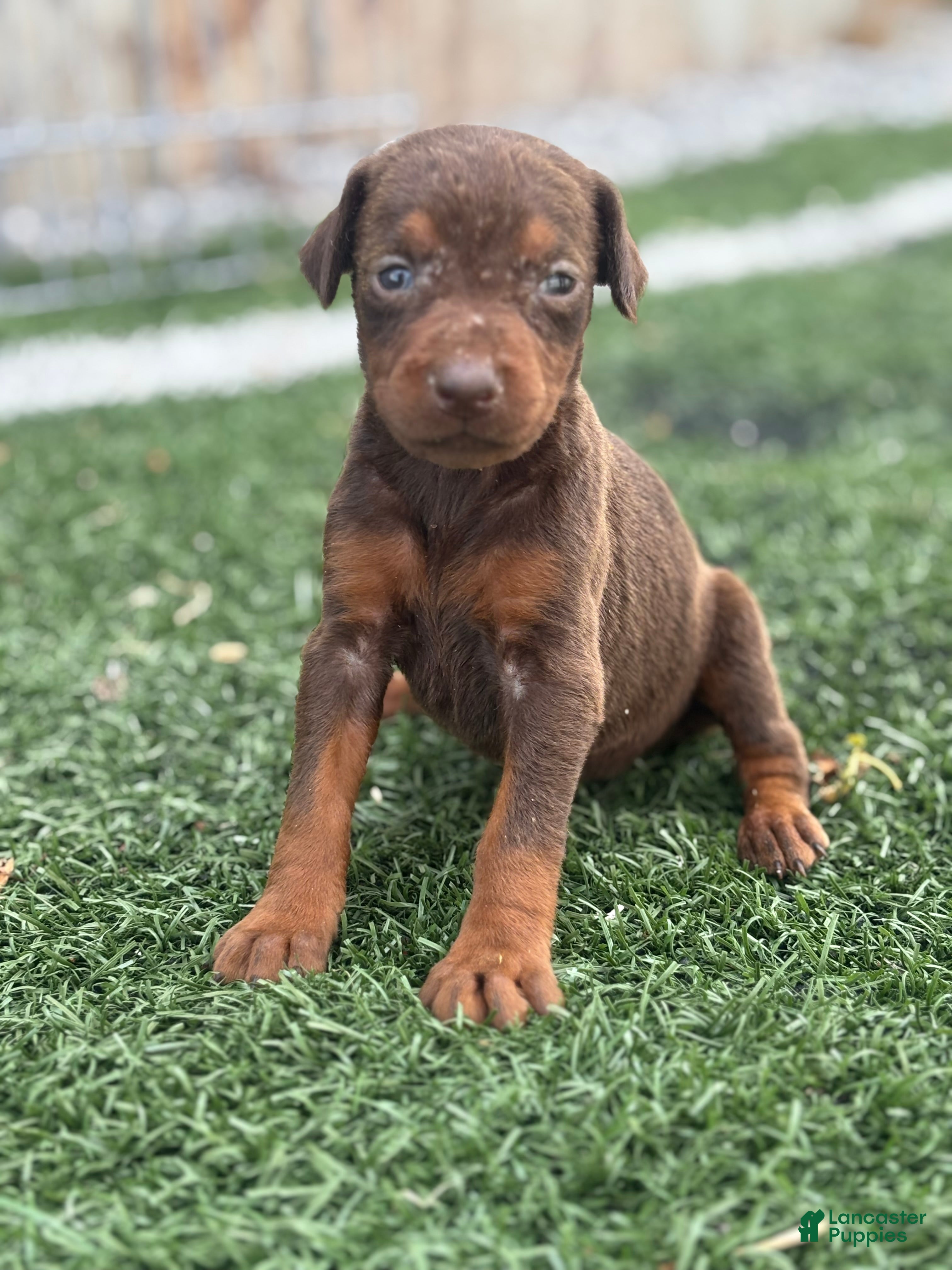 Doberman Pinscher dogs Zoe - Ad 1