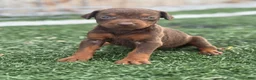 Doberman Pinscher dogs for sale: Zoe - Ad 1
