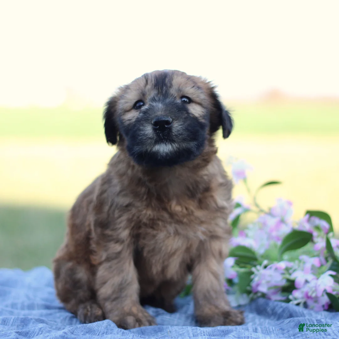 Soft Coated Wheaten Terrier dogs for sale: Gabby  - Ad 2