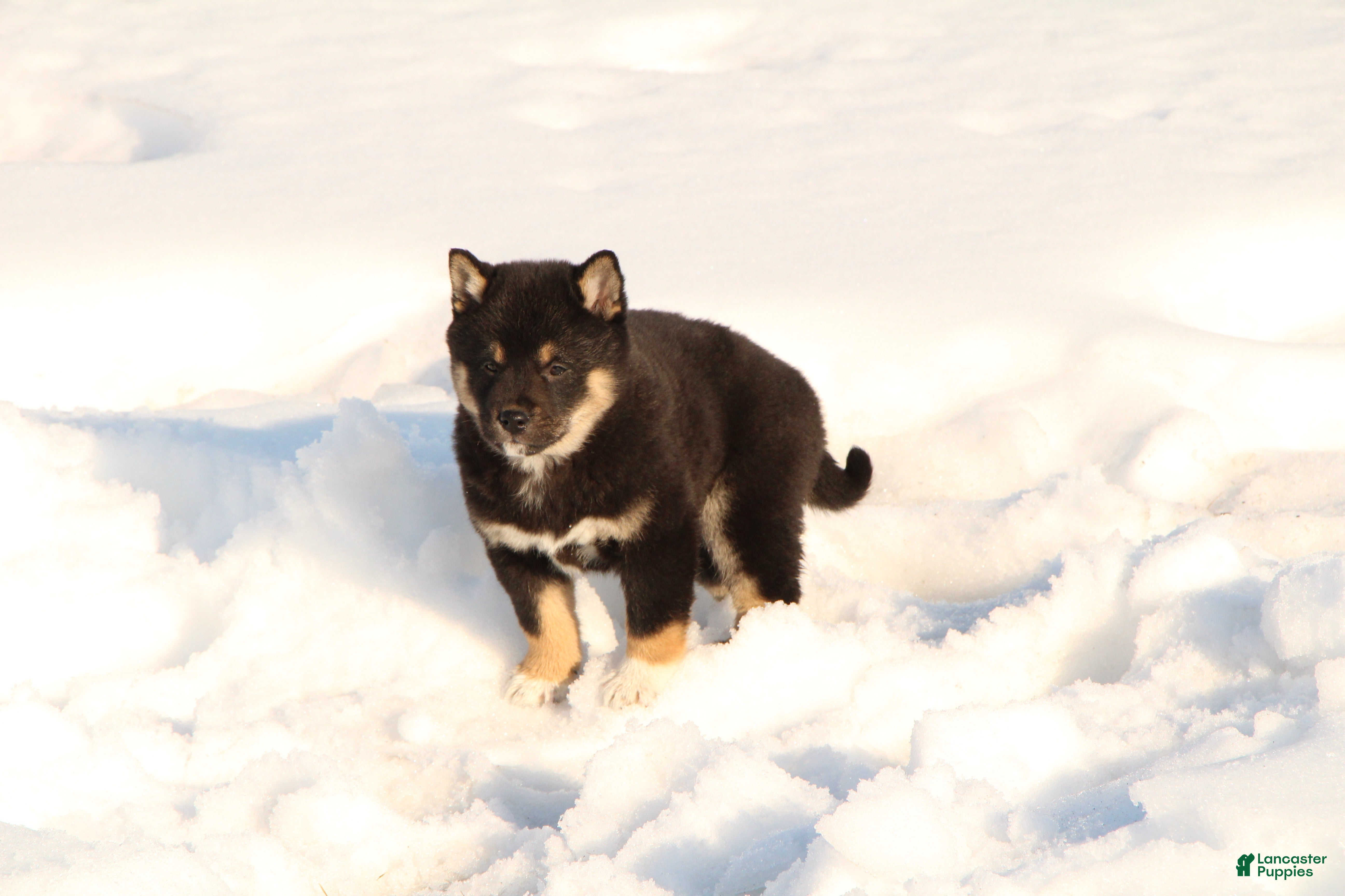 Shiba Inu dogs Fred - Ad 42