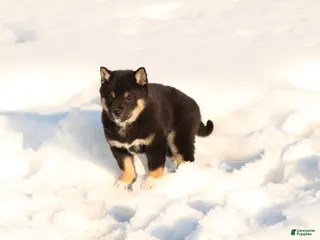 Shiba Inu dogs Fred - Ad 42