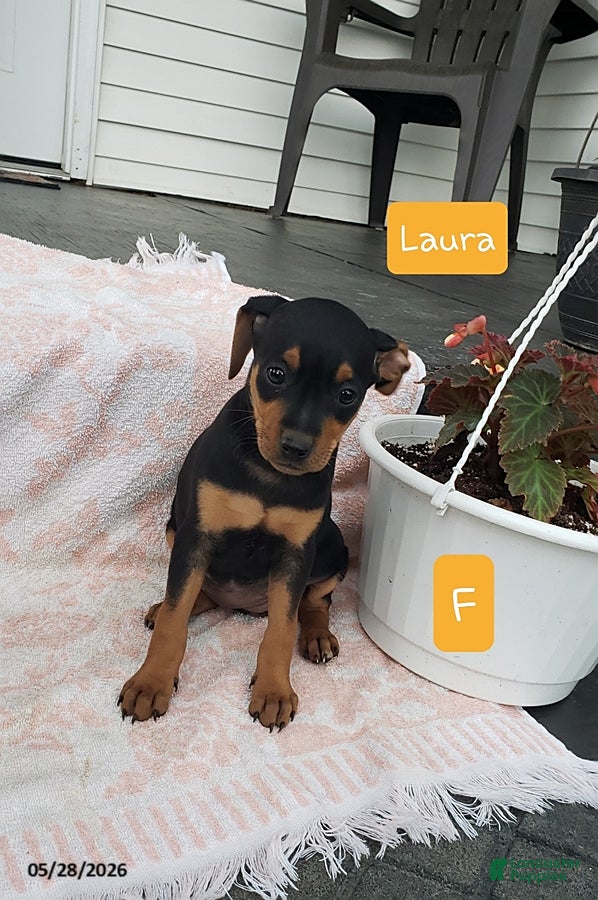 Mixed Breed dogs Laura - Ad 7