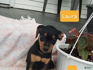 Mixed Breed dogs Laura - Ad 7