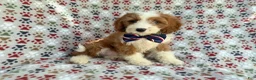 Cavapoo dogs for sale: Cash - Ad 9