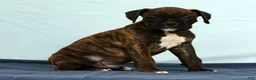 Boxer dogs for sale: Ebony - Ad 5