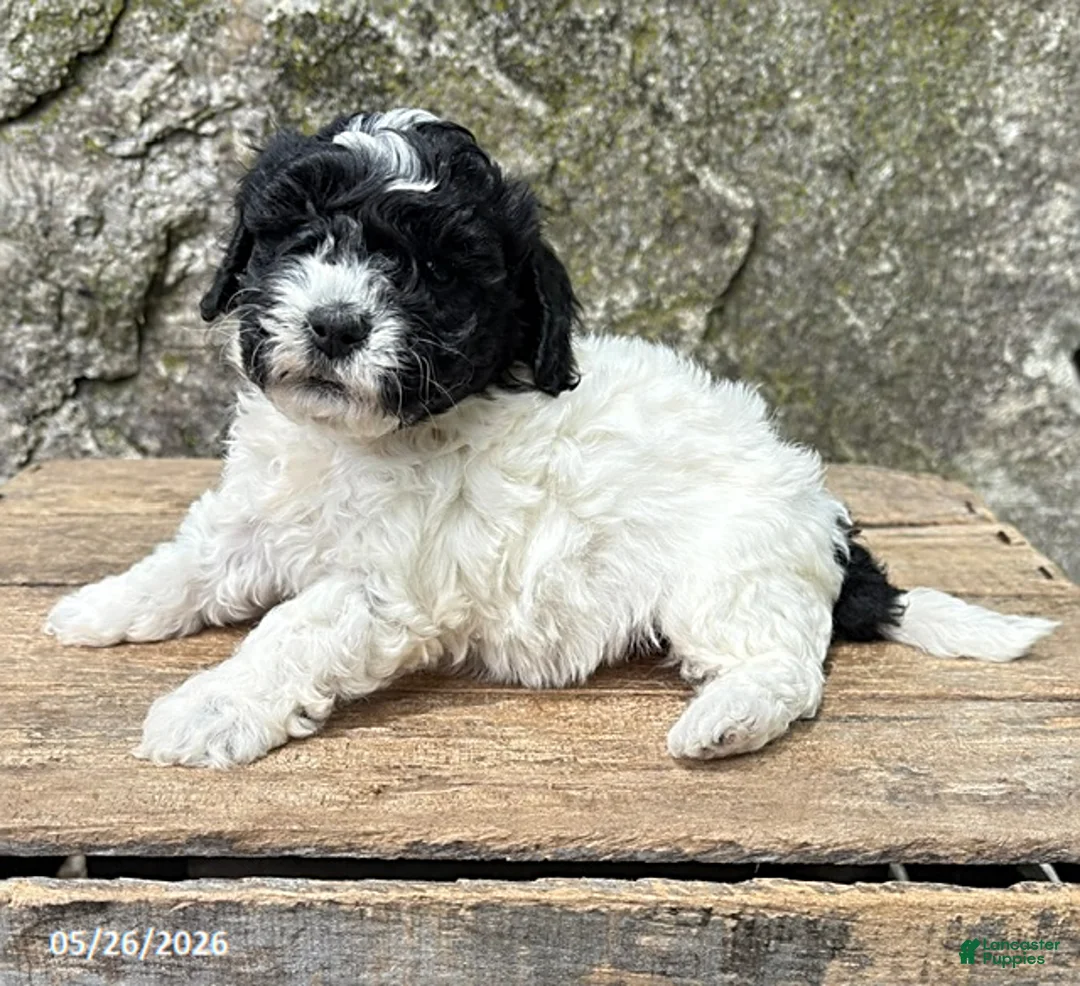 Havapoo dogs for sale: Ava  - Ad 1
