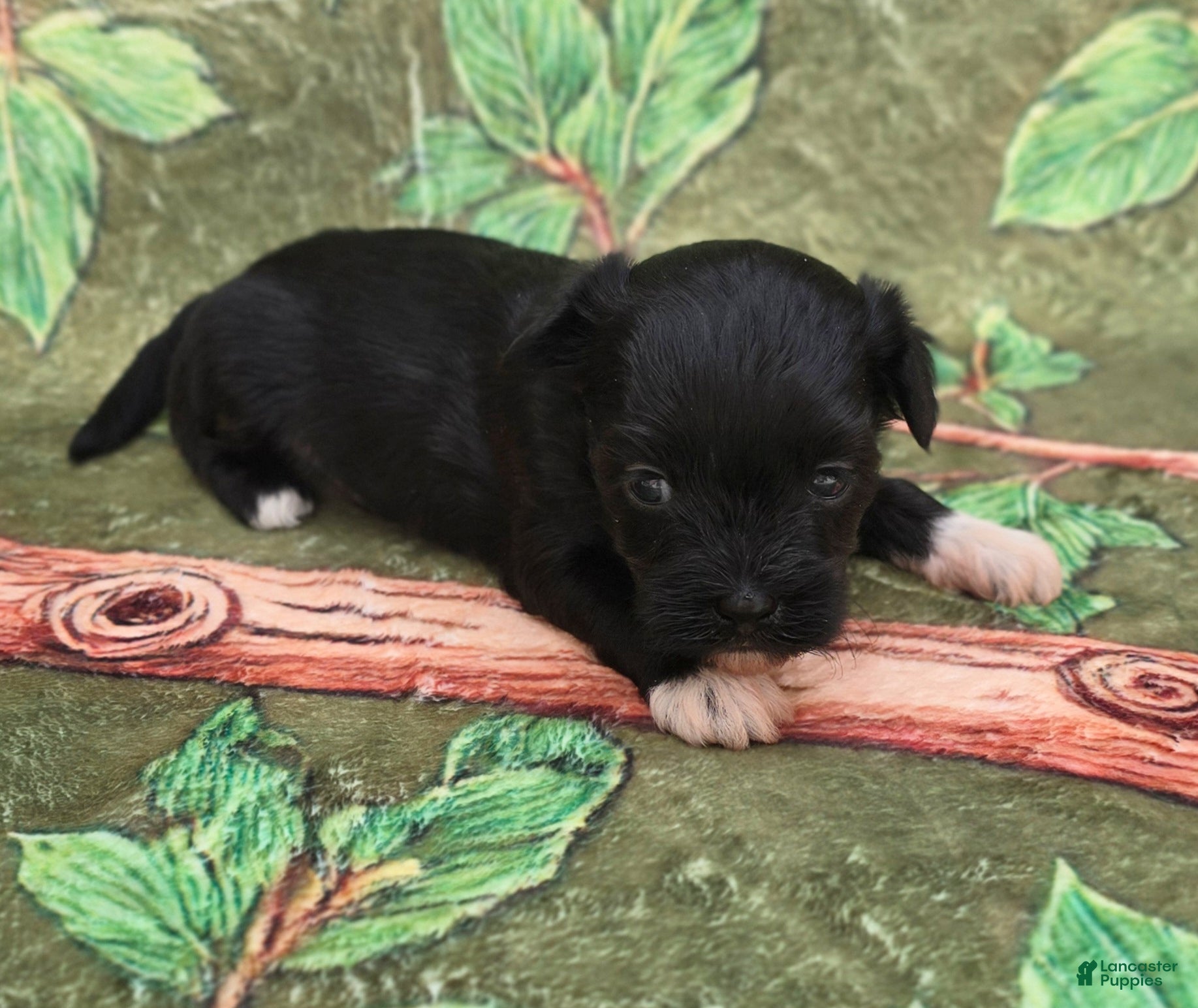 Mixed Breed dogs Shade - Ad 1