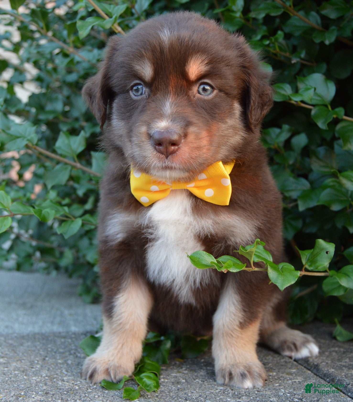 Australian Shepherd dogs Angel - Ad 2