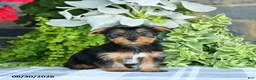 Yorkshire Terrier dogs for sale: Fern - Ad 1