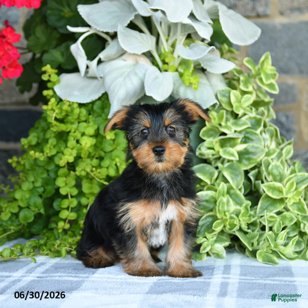 Yorkshire Terrier dogs for sale: Fern - Ad 1