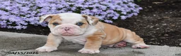 English Bulldog dogs for sale: Dash - Ad 3
