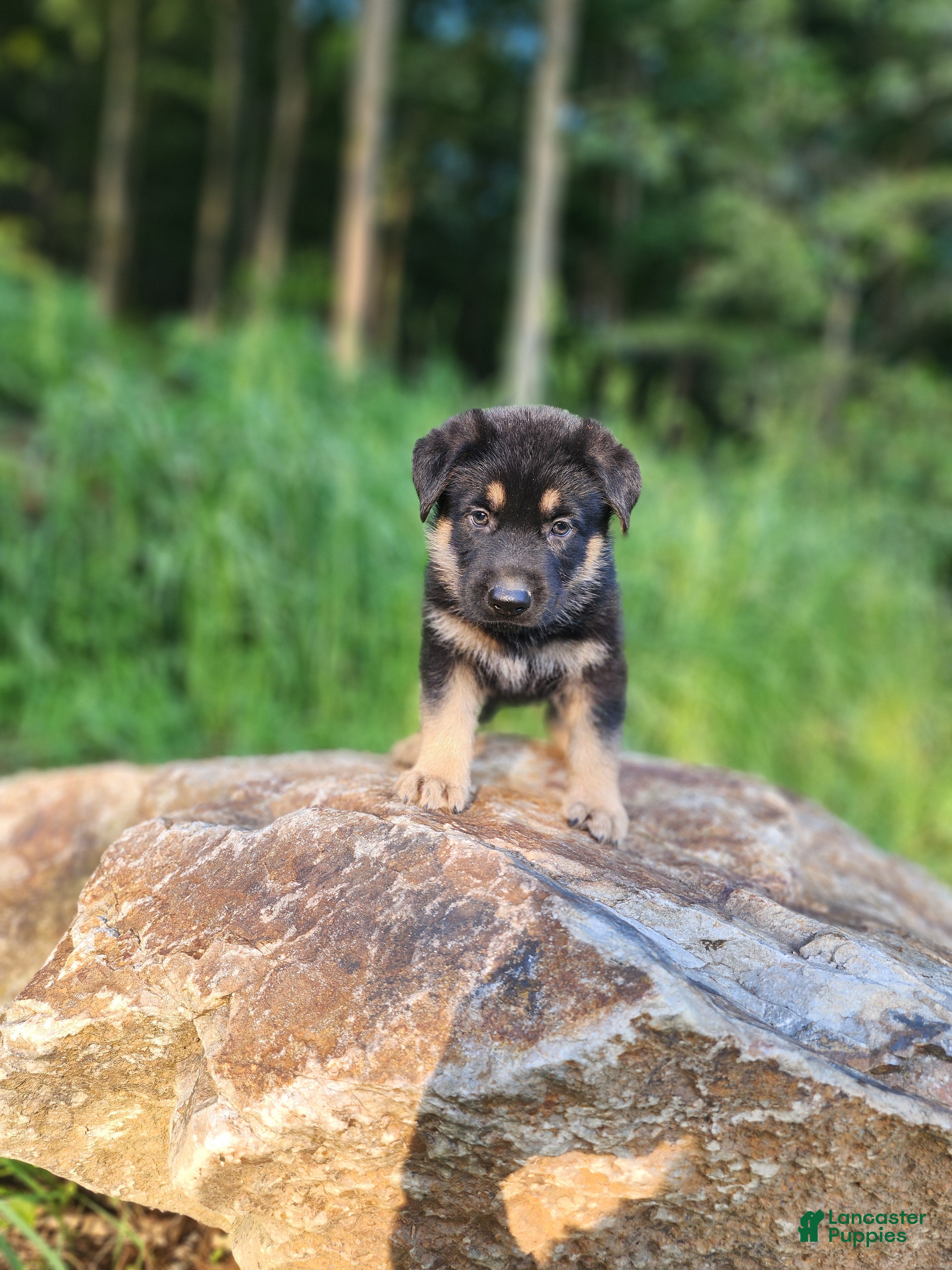 German Shepherd dogs  Thor - Ad 2