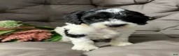 Cockapoo dogs for sale: Bill - Ad 5