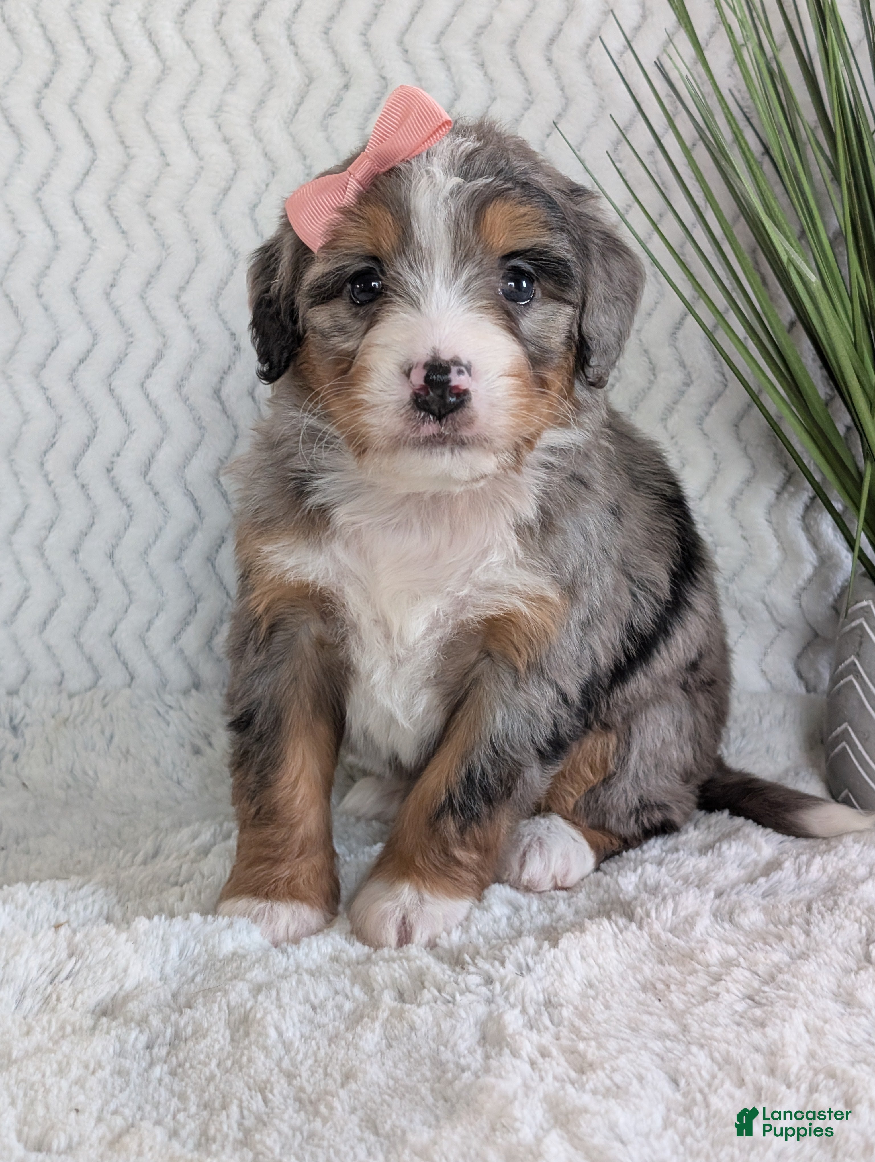 Mini Bernedoodle dogs Mini Pippa  - Ad 2