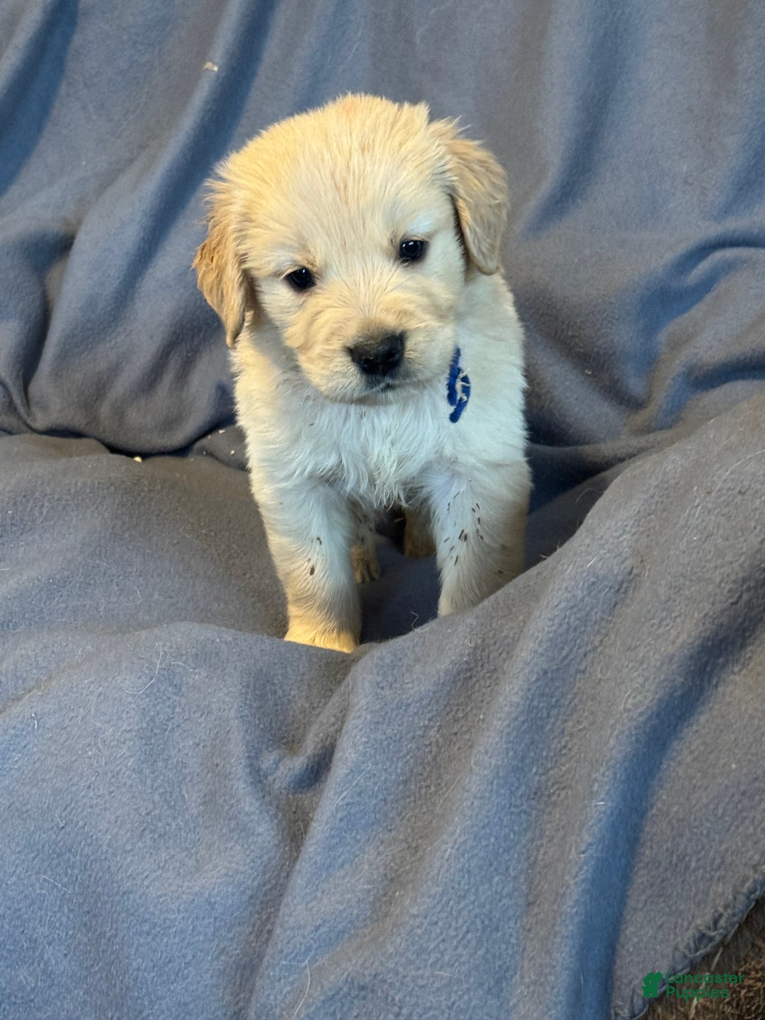 Golden Retriever dogs for sale: Golden Retriever Puppy 1 - Ad 2