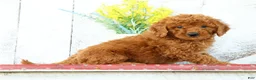 Mini Goldendoodle dogs for sale: Kaleb - Ad 3