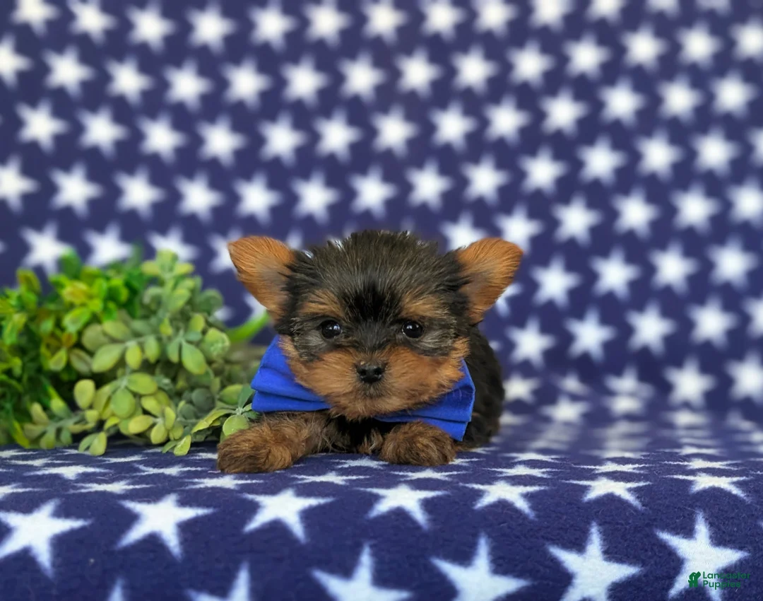 Yorkshire Terrier dogs for sale: Kendrik 7 lbs Full Grown - Ad 6