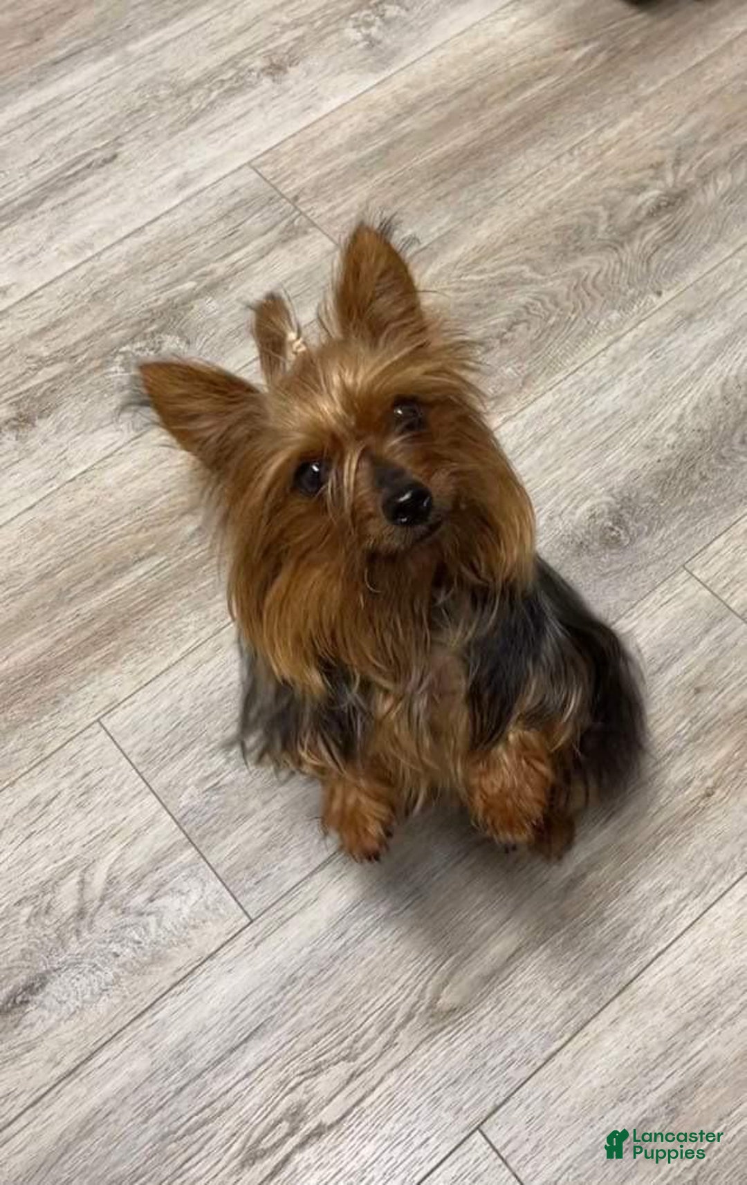Yorkshire Terrier dogs for sale: Rose - Yorkshire Terrier Puppy 3 - Ad 2
